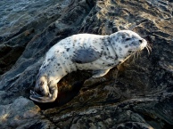 Speckled Seal
